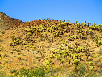 Plants growing on land against clear blue sky
