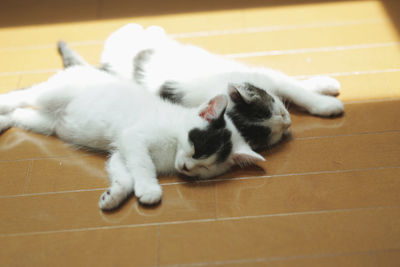 High angle view of cat sleeping on tiled floor