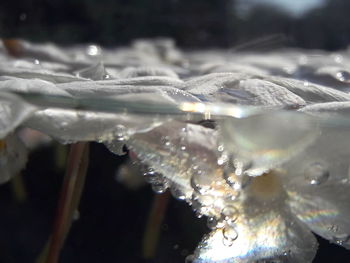 Close-up of frozen water