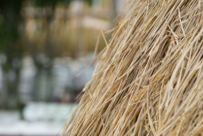 Close-up of hay bales on field