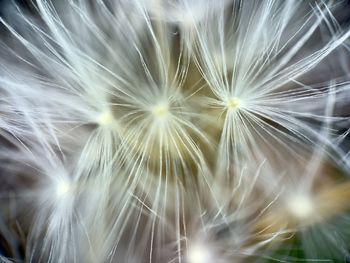 dandelion