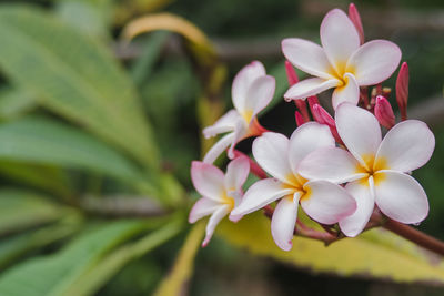 Close-up of white flowering plant