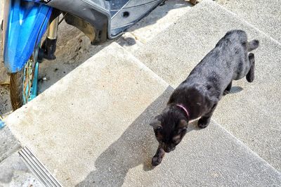 High angle view of dog on street