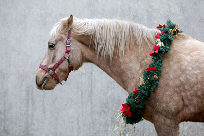 Side view of a horse