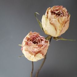 Close-up of wilted rose