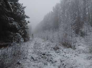Snow covered land and trees against sky