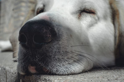 Close-up portrait of a dog