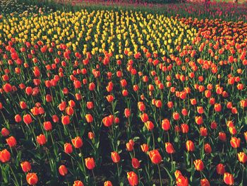 Poppy flowers growing in field