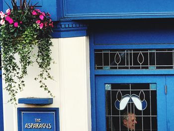 Close-up of blue flower against building