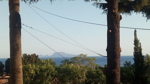 Low angle view of electricity pylon in forest