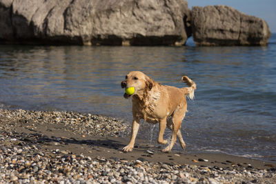 Dog on beach