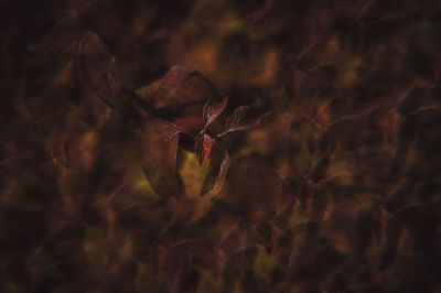 Full frame shot of flowering plants on field