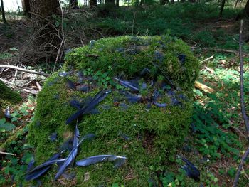 View of birds on land in forest