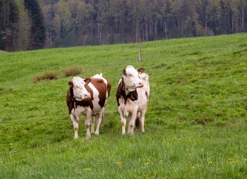 Cows standing on field