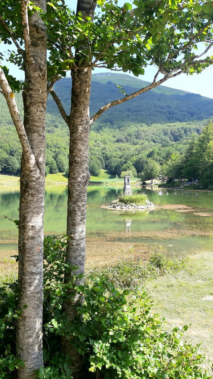 TREES BY LAKE