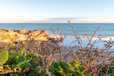 Close-up of plants on beach against sky