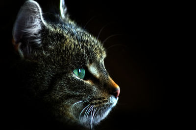 Close-up of cat looking away