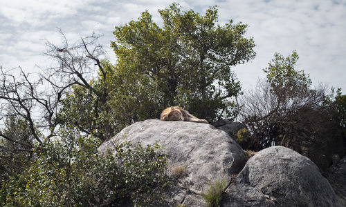 Low angle view of animal on rock against sky