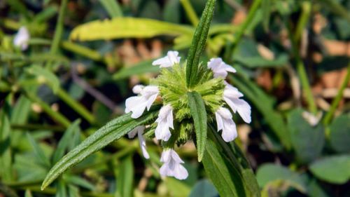 Close-up of white flowers blooming outdoors