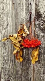 Close-up of autumn leaves