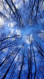 Low angle view of bare trees against sky