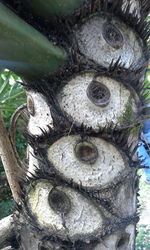 Close-up of tree trunk