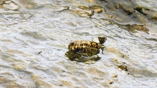 Close-up of turtle in water