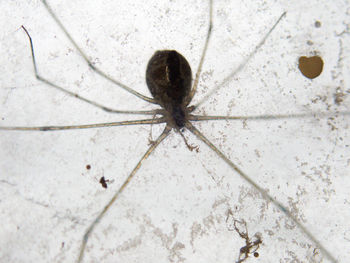 High angle view of spider on wall