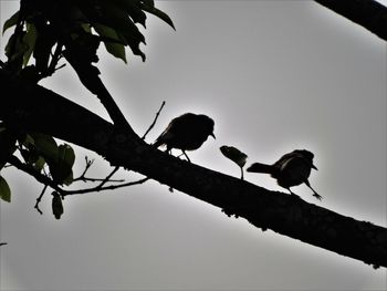 Low angle view of bird perching on tree against sky