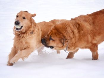 Golden retriever dogs on snow