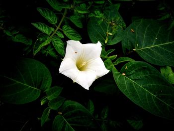 Close-up of white flowers blooming outdoors