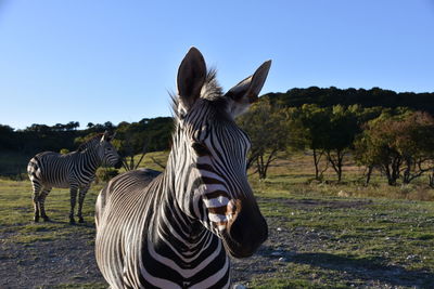 Zebra standing on field against clear sky