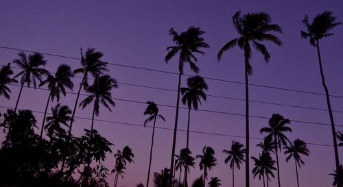 Low angle view of silhouette palm trees against sky