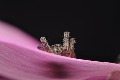 Close-up of insect on pink flower against black background