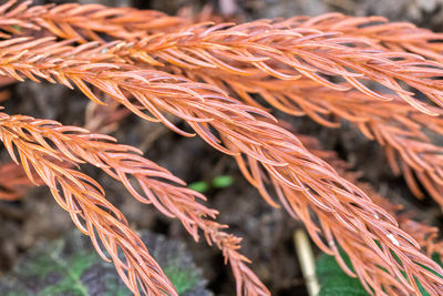 Close-up of autumn leaves on field
