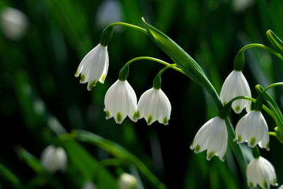 Close-up of white flowering plants