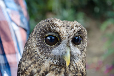 Close-up of owl at zoo