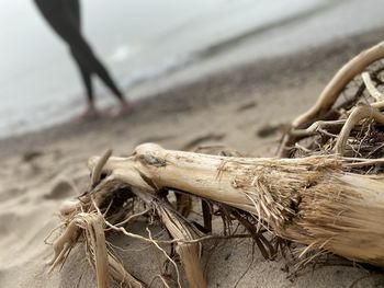 Close-up of driftwood on beach