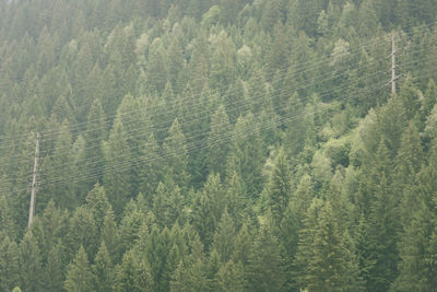 High angle view of pine trees in forest