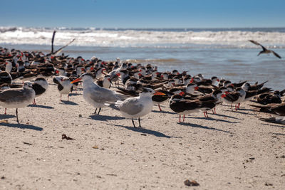 Nesting royal tern thalasseus maximus on the white sands of clam pass in naples, florida.