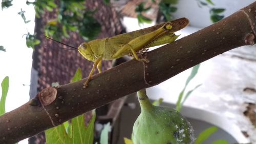 Close-up of insect perching on branch