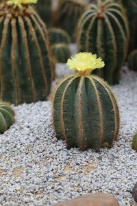 Close-up of snow on plant