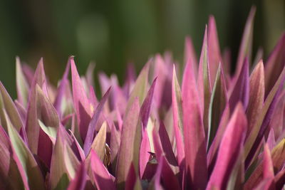 Close-up of flowers against blurred background