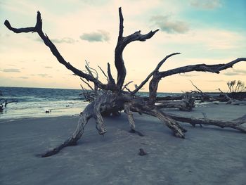 Bare tree on sand at beach against sky