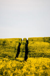 Scenic view of oilseed rape field against clear sky