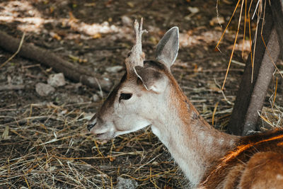 Close-up of deer on field