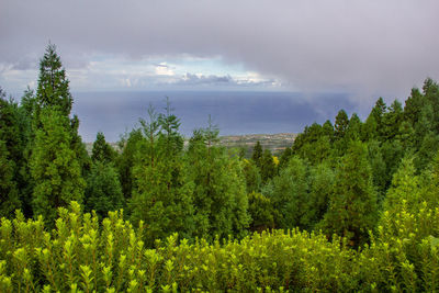 Scenic view of trees against sky