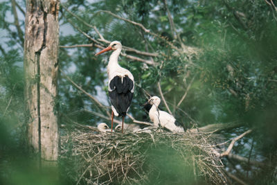 Stork family on a tree