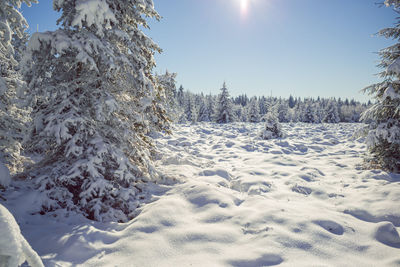 Snow covered land and trees against sky