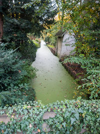 View of plants growing in canal